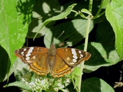 Apaturinae