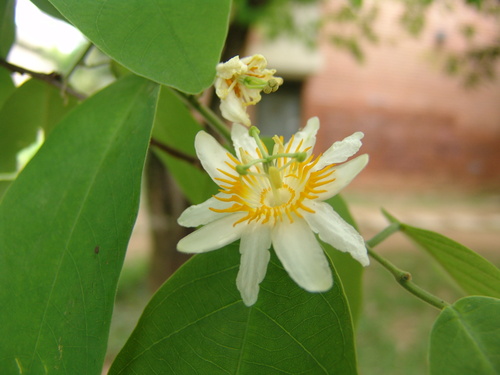 Passiflora sphaerocarpa, photograph 1