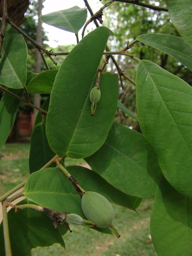 Passiflora sphaerocarpa, photograph 3