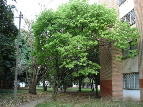 Passiflora sphaerocarpa, photograph 2