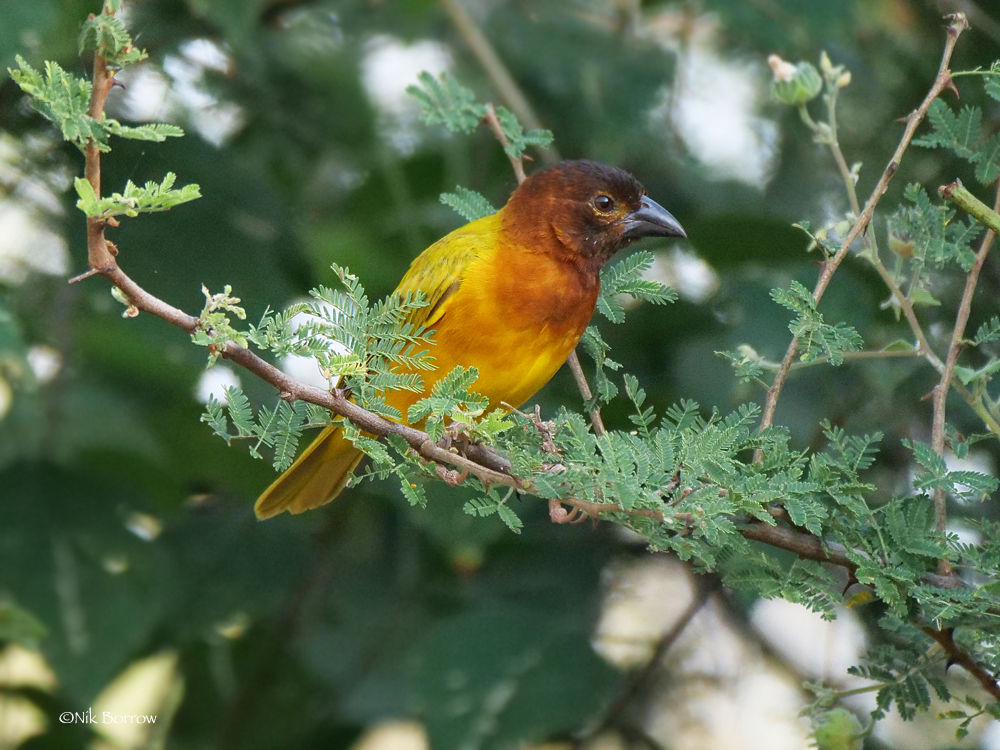 Juba Weaver (Ploceus dichrocephalus) photo