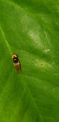 Microchrysa