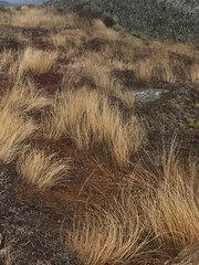 Trichophorum cespitosum cespitosum