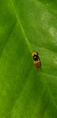 Microchrysa