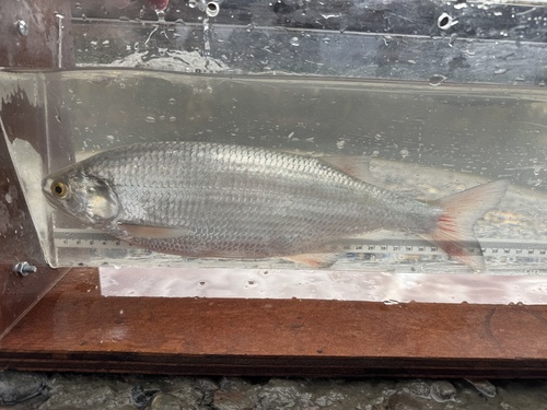 Goldeye (Hiodon alosoides) — Hiodontidae — 5