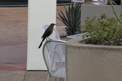Quiscalus mexicanus