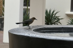 Quiscalus mexicanus