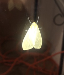 Pareuchaetes insulata