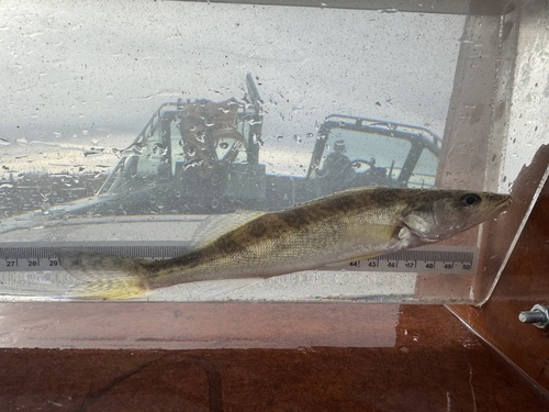 Walleye
