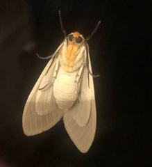 Pareuchaetes insulata