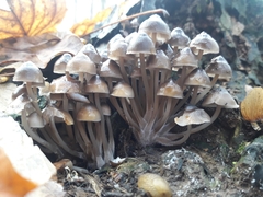 Mycena tintinnabulum