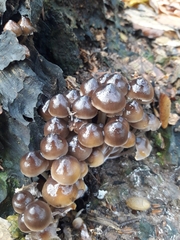 Mycena tintinnabulum