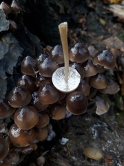 Mycena tintinnabulum