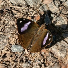 Cybdelis phaesyla