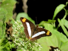 Adelpha iphicleola