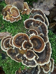 Trametes versicolor
