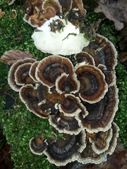 Trametes versicolor
