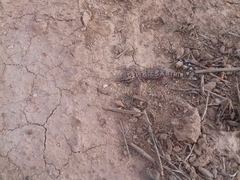 Pachydactylus weberi