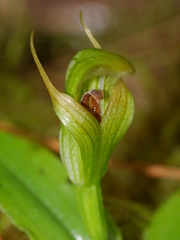 Pterostylis venosa