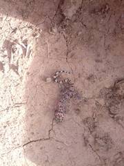 Pachydactylus weberi