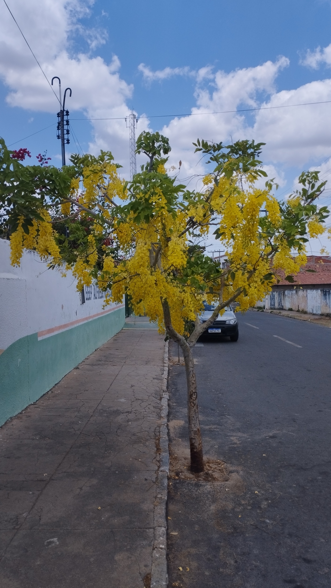 Cassia fistula