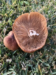 Armillaria