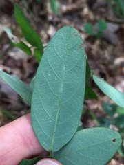 Desmodium obtusum