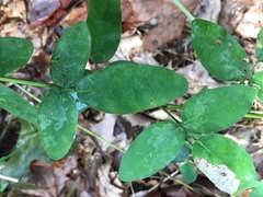 Desmodium obtusum
