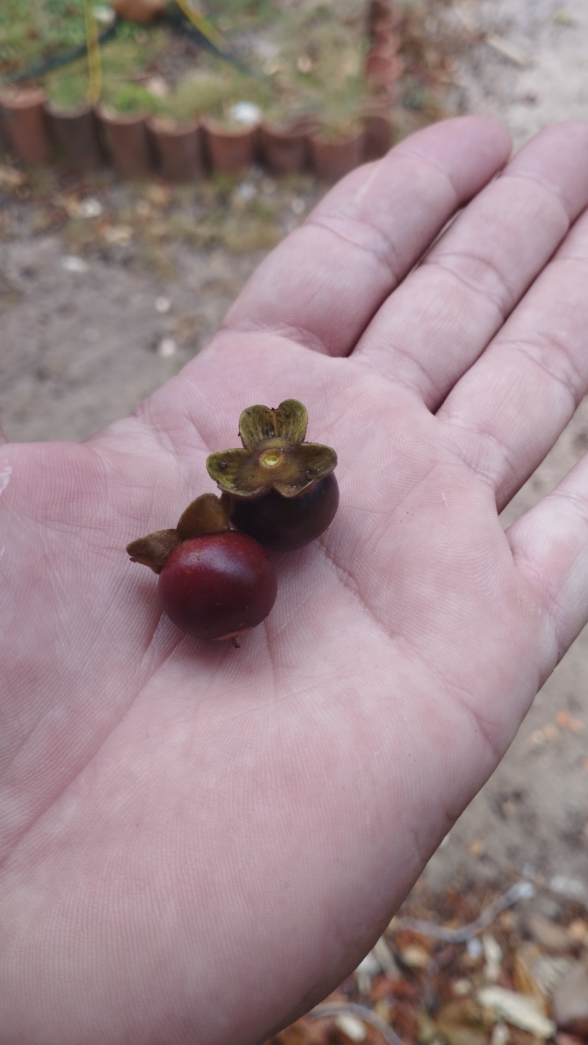 Diospyros inconstans