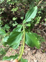 Helianthus silphioides
