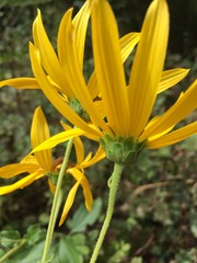 Helianthus silphioides
