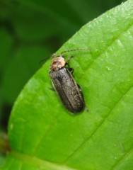 Atalantycha dentigera