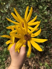 Helianthus silphioides