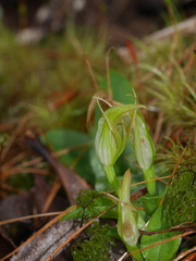 Pterostylis venosa