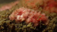 Homotrematidae