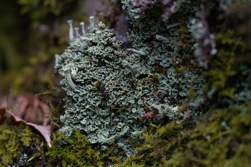 Cladonia coniocraea