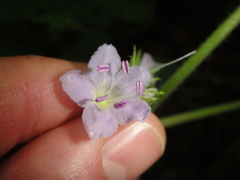 Hydrophyllum appendiculatum