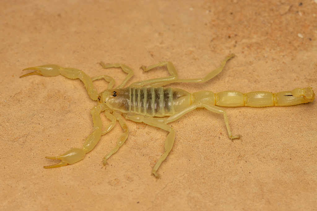 Buthacus arava