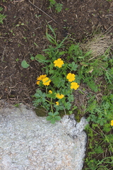 Potentilla ruprechtii