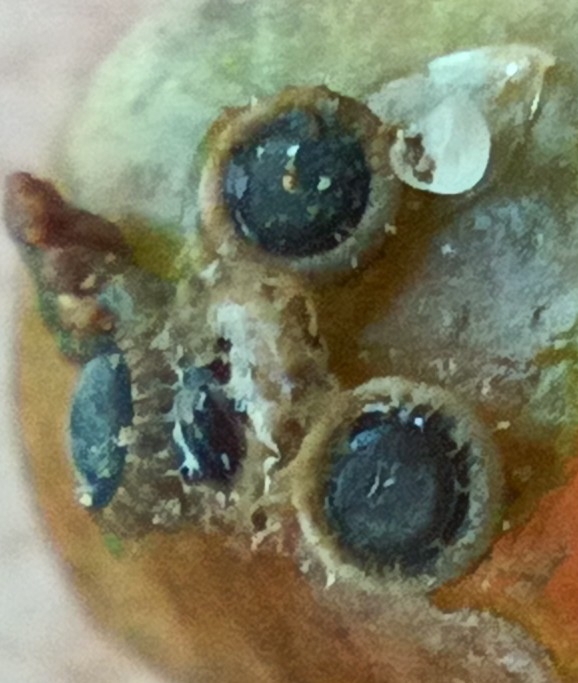 Cristatella mucedo Cuvier, 1798