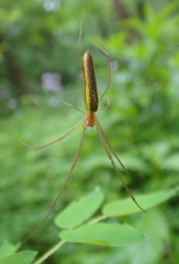 Tetragnatha versicolor