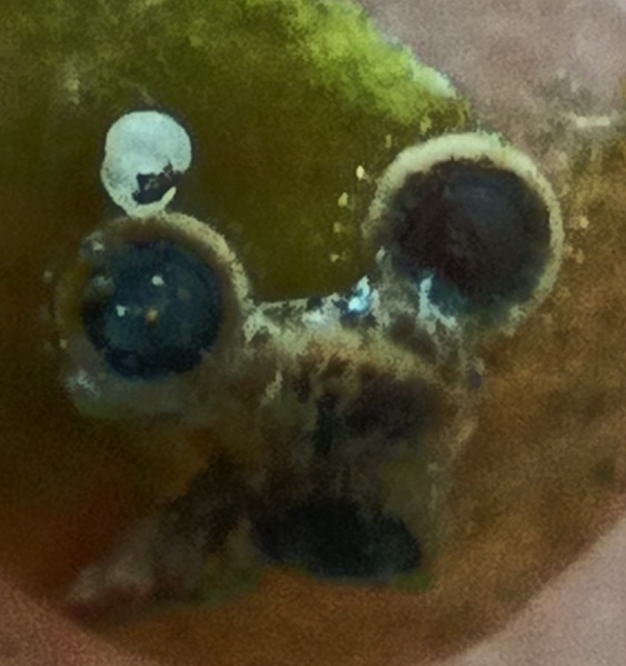 Cristatella mucedo Cuvier, 1798