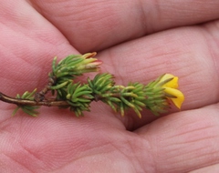 Aspalathus juniperina