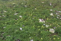 Pedicularis condensata
