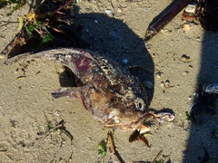 Halobatrachus didactylus