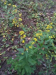 Solidago buckleyi