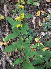 Solidago buckleyi