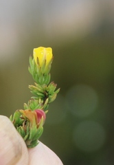 Aspalathus juniperina