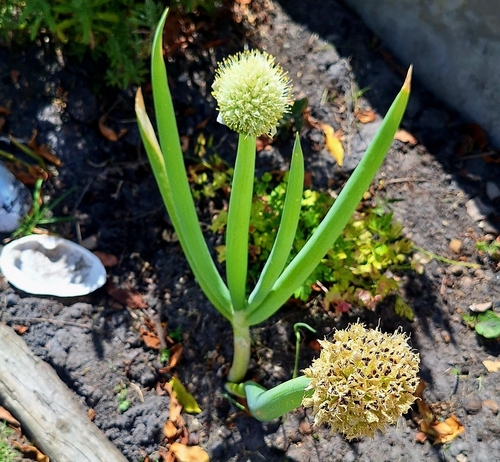 Allium fistulosum iNat (3)