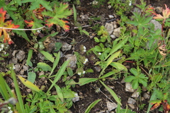 Euphrasia ossica